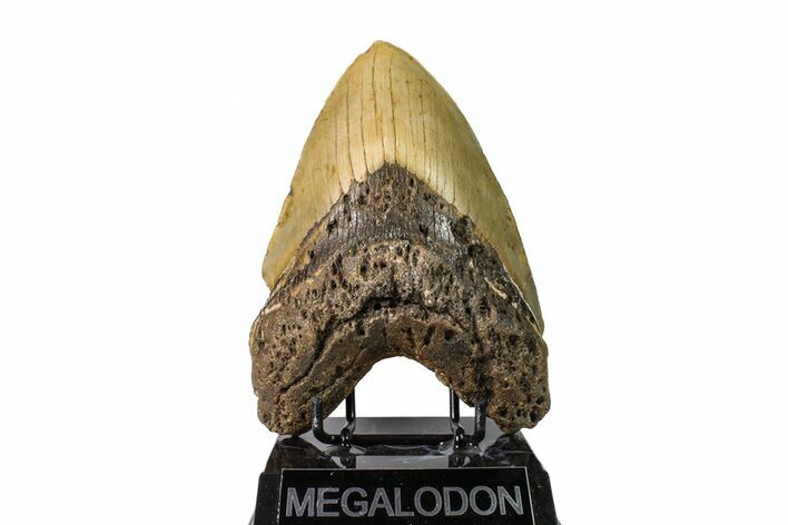 Fossil Megalodon Tooth - + Foot Prehistoric Shark #147788